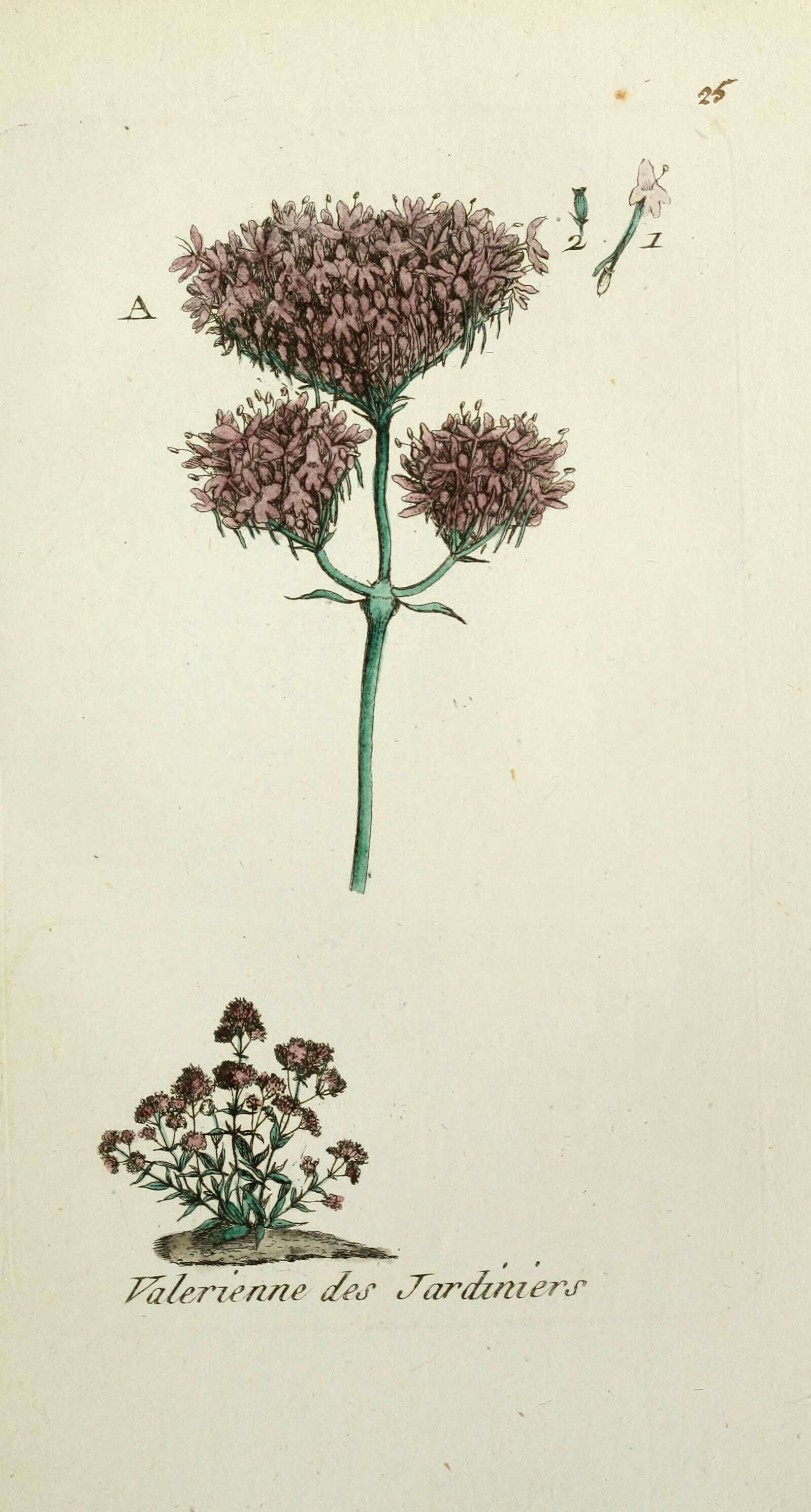 Image of Red Valerian