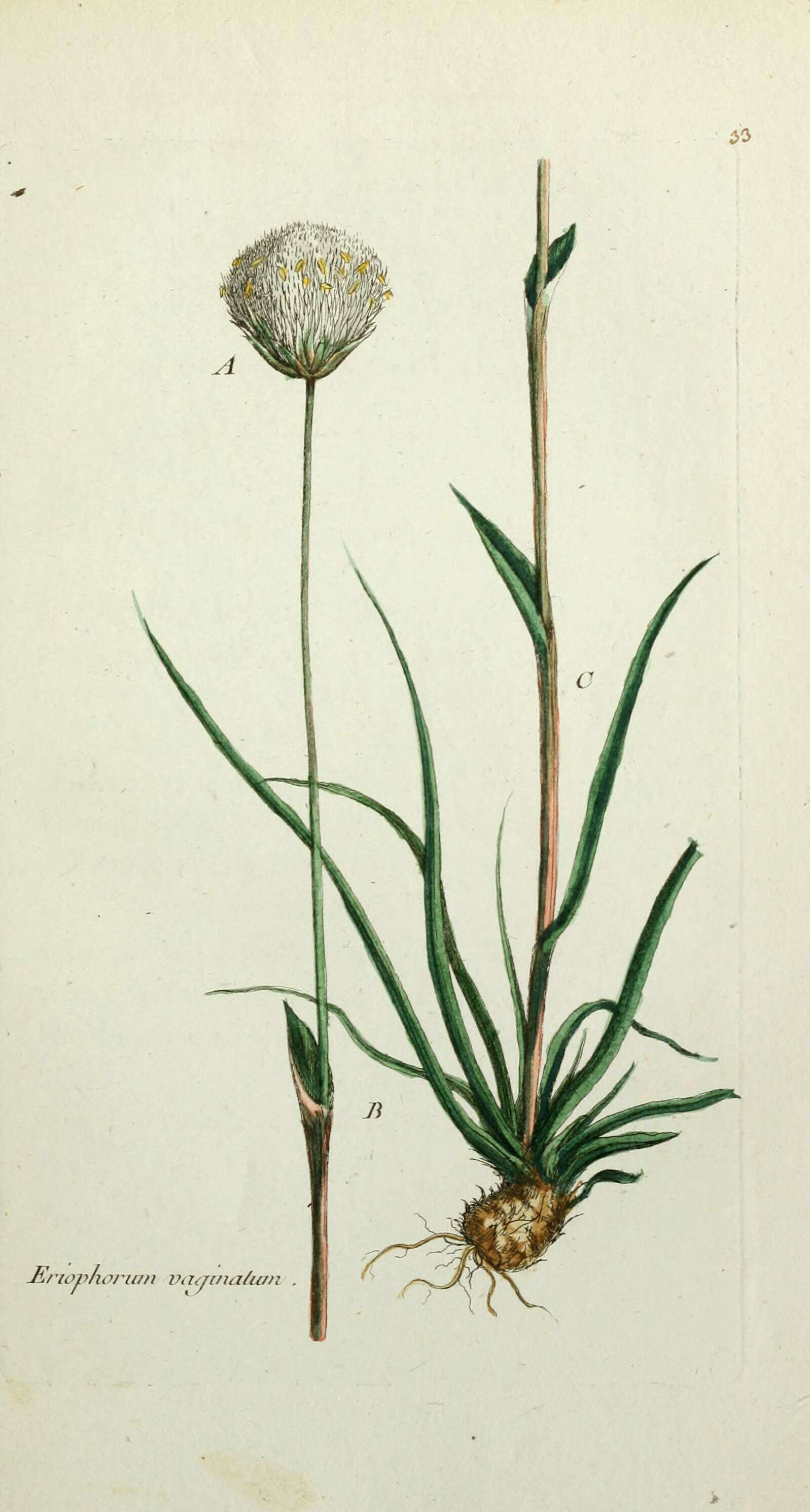 Image of Hare's-tail cottongrass