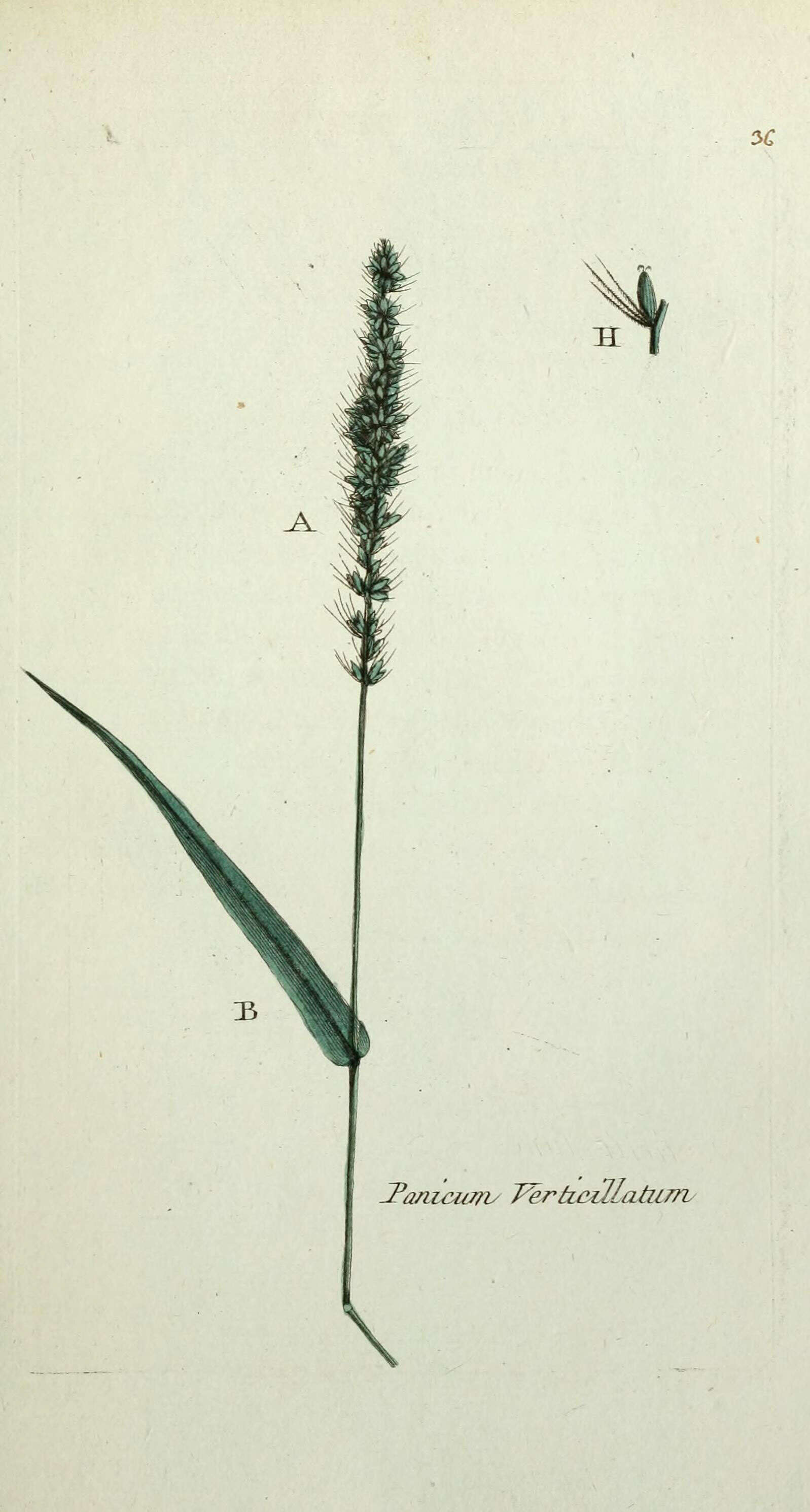 Image of bristly foxtail