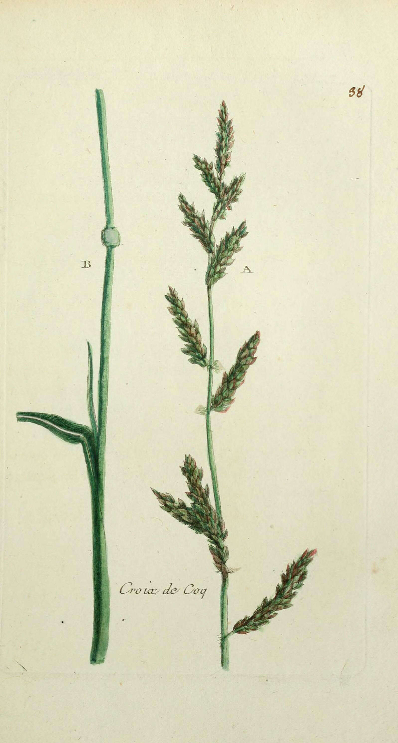 Image of barnyard grass