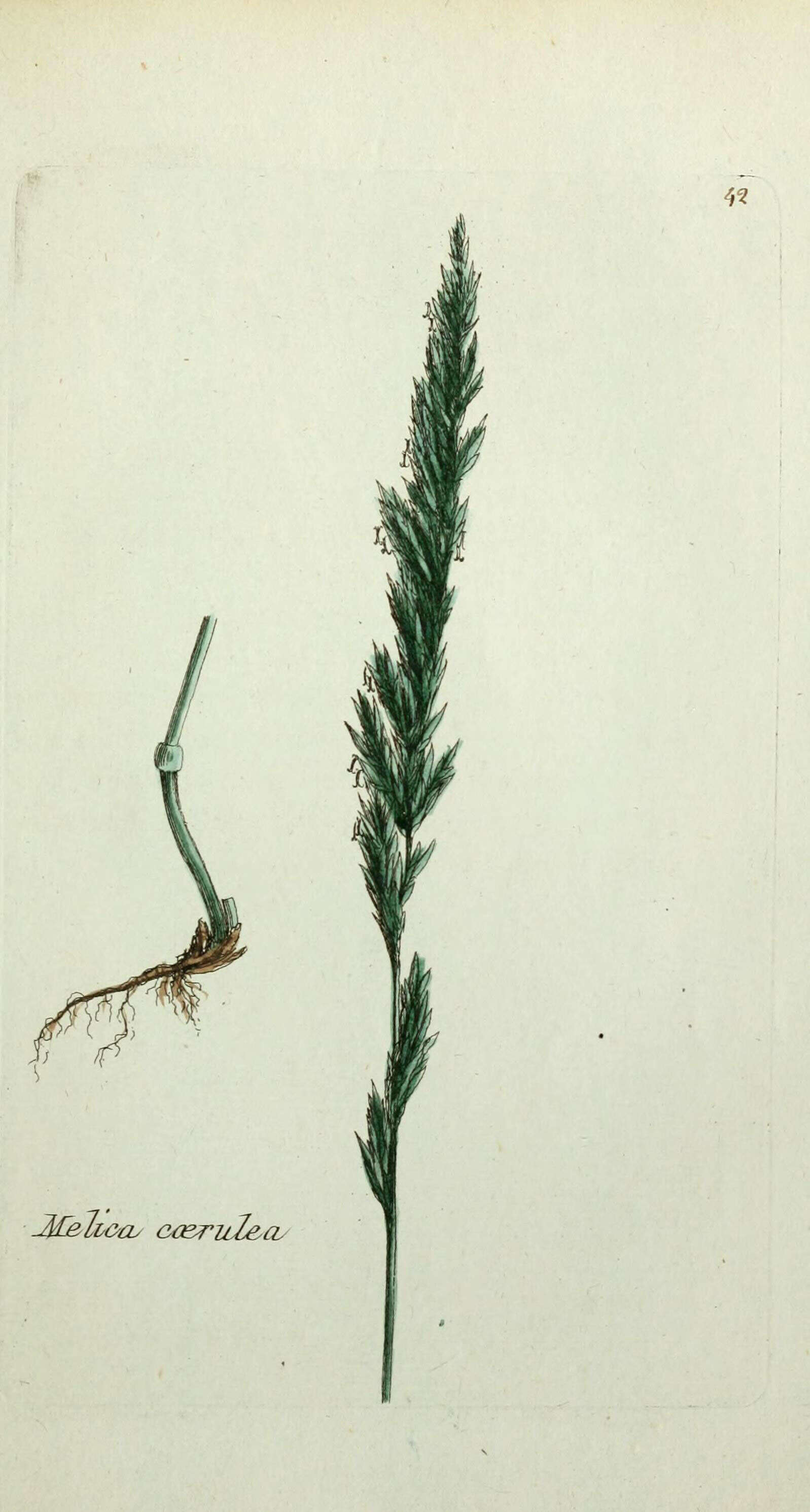 Image of Purple Moor Grass