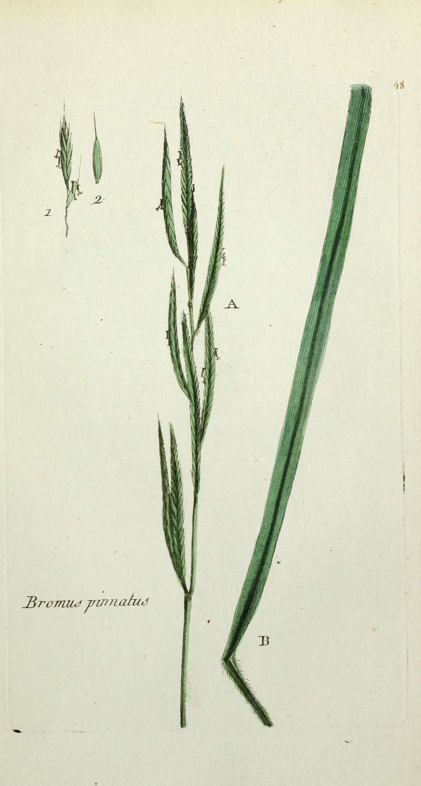 Image of heath false brome