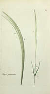 Imagem de Stipa pennata L.