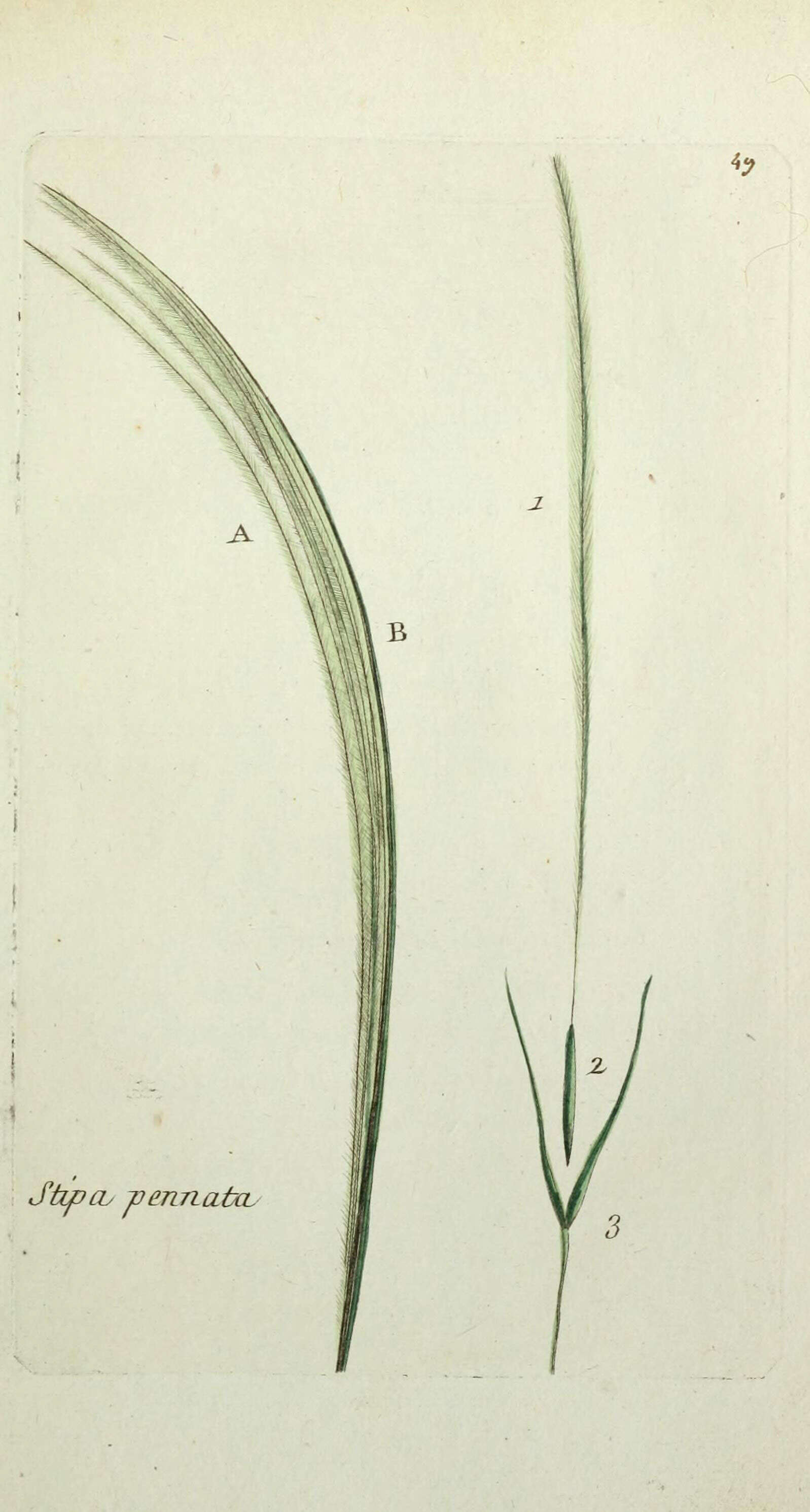 Image of European feather grass