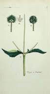 Image of small teasel