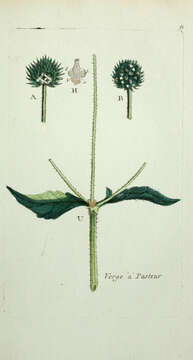 Image of small teasel