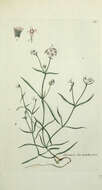 Plancia ëd Asperula tinctoria L.