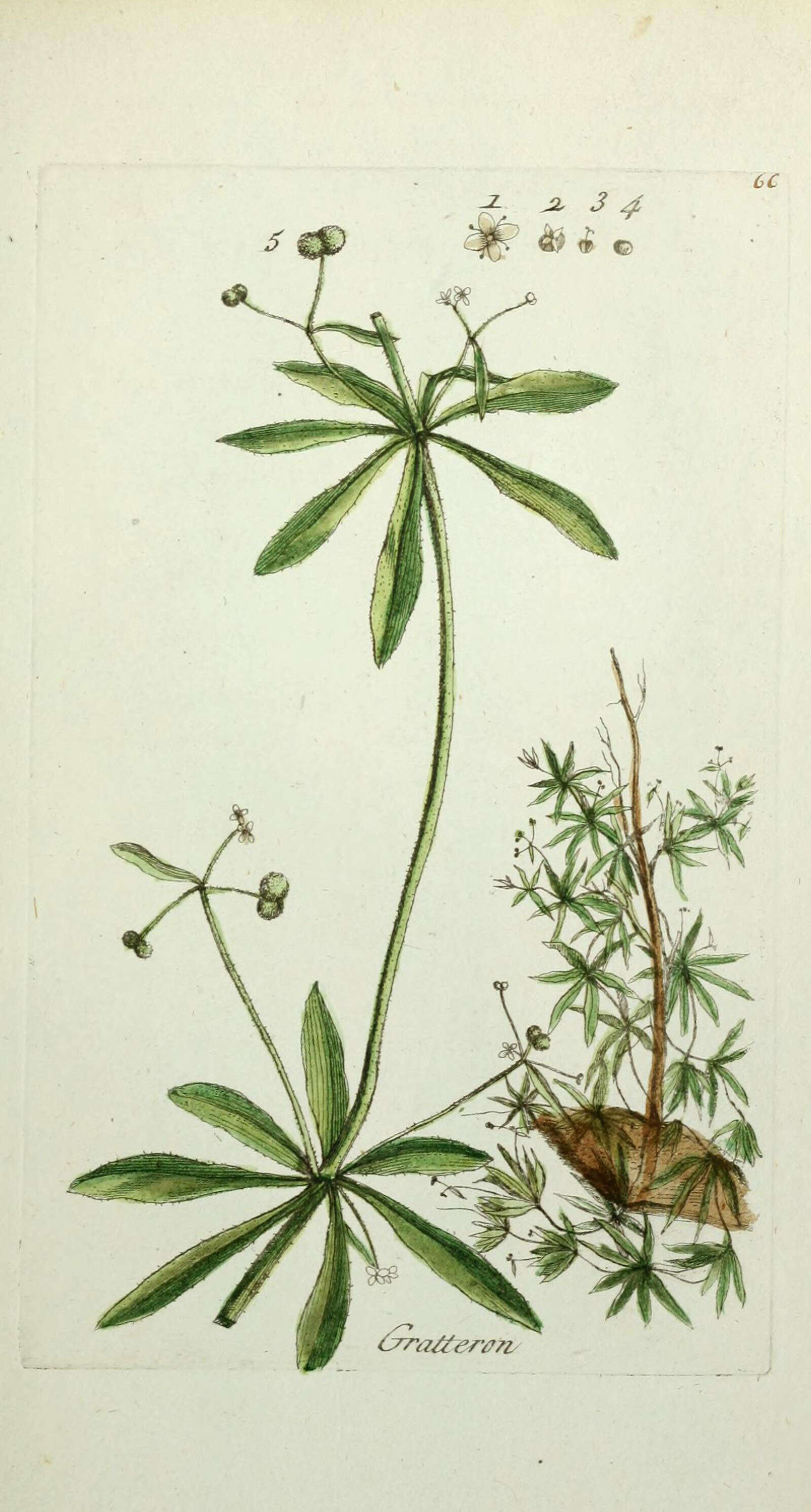 Image of Goosegrass