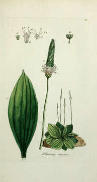 Image of Hoary Plantain