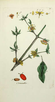 Image of Cornelian cherry dogwood