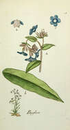 Image of alkanet