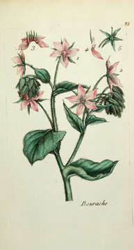 Image of borage