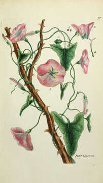 Image of Field Bindweed