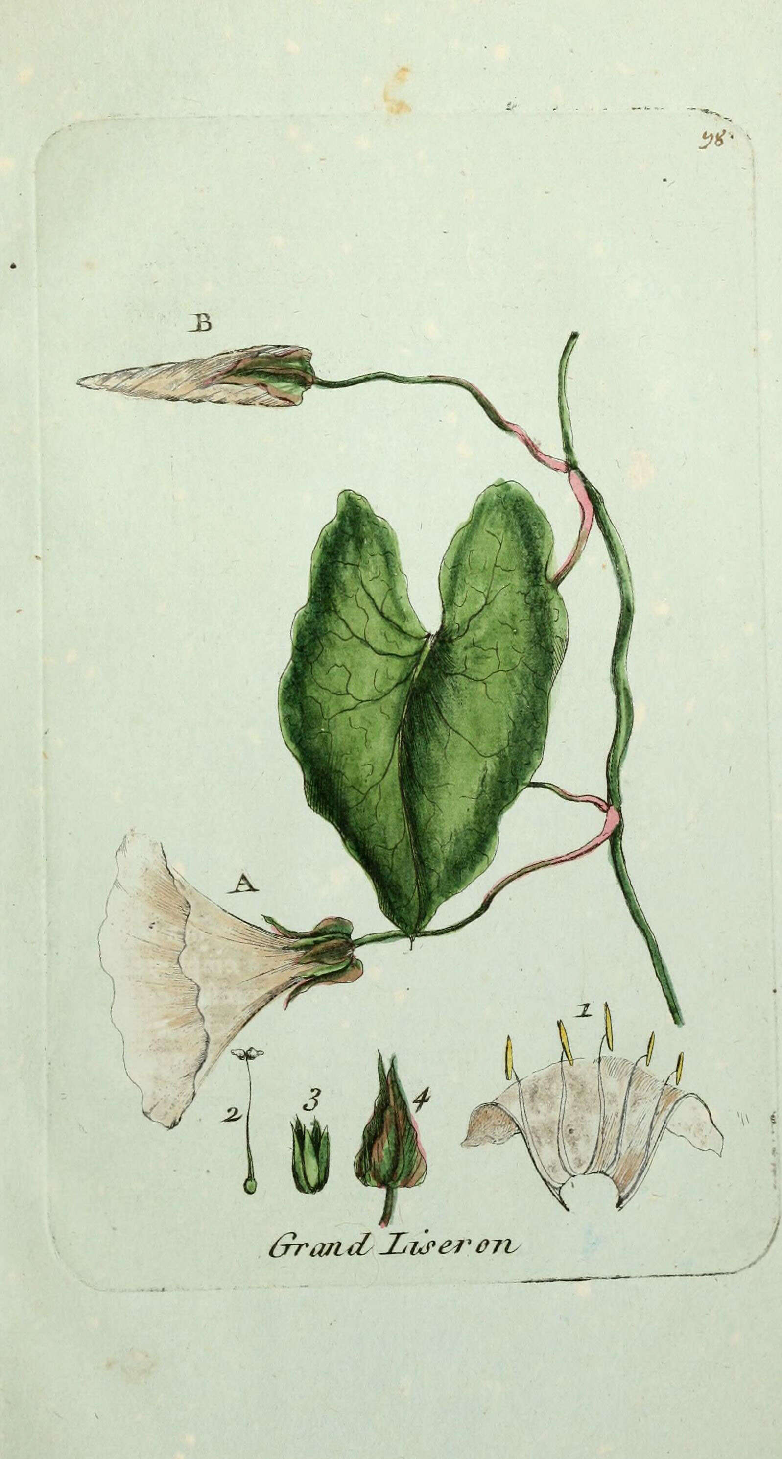 Image of Hedge Bindweed