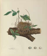 Слика од Piranga olivacea (Gmelin & JF 1789)