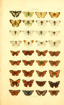 Image of Old World Swallowtail