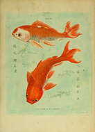 Image of carps and minnows