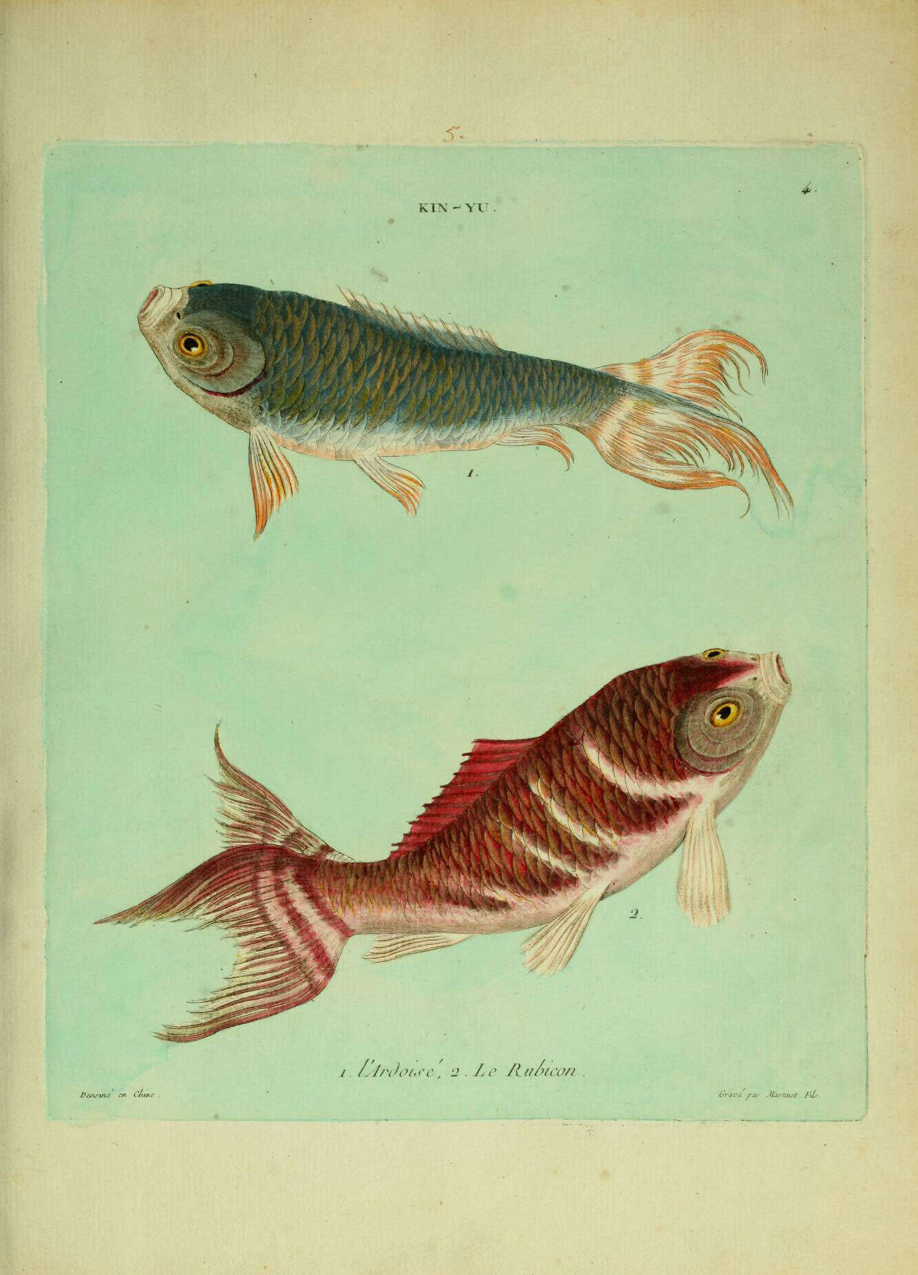 Image of carps and minnows