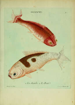 Image of carps and minnows