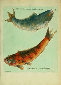 Image of carps and minnows