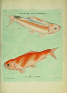 Image of carps and minnows