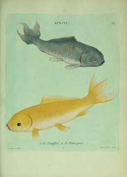 Image of carps and minnows