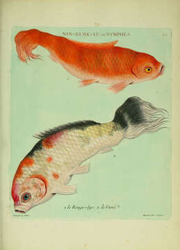 Image of carps and minnows