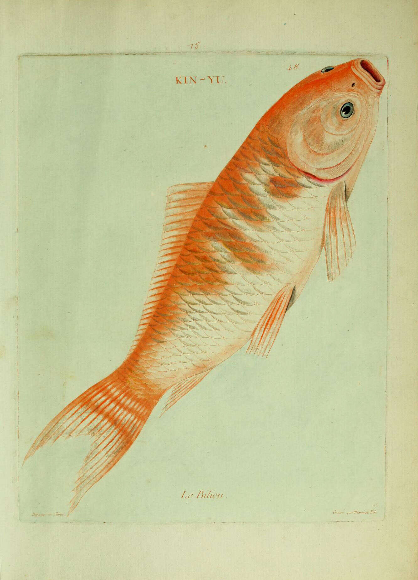 Image of carps and minnows