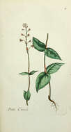 Image of Alpine enchanter’s-nightshade