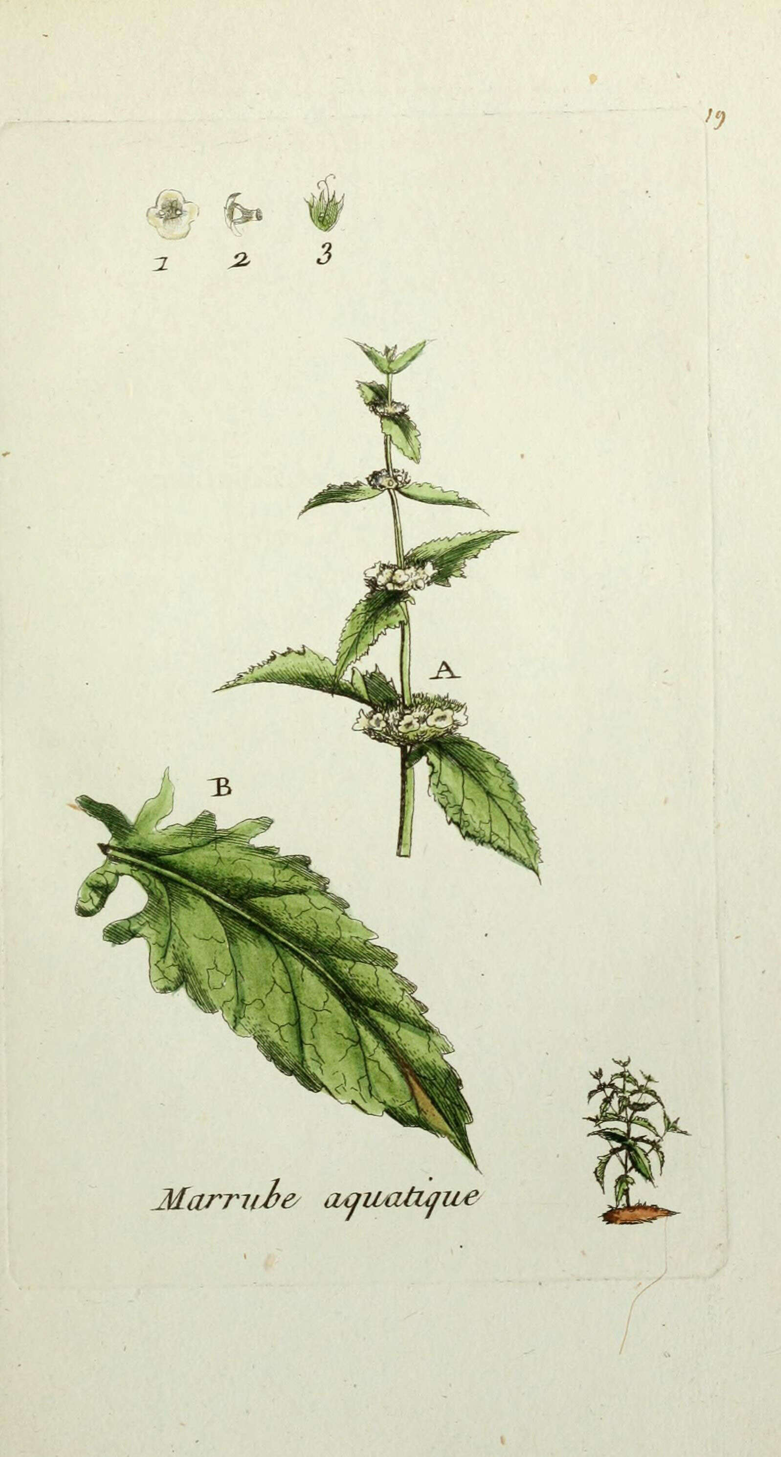 Image of Bugleweed