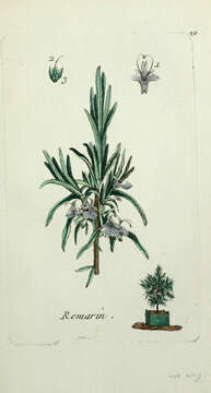 Image of Rosemary