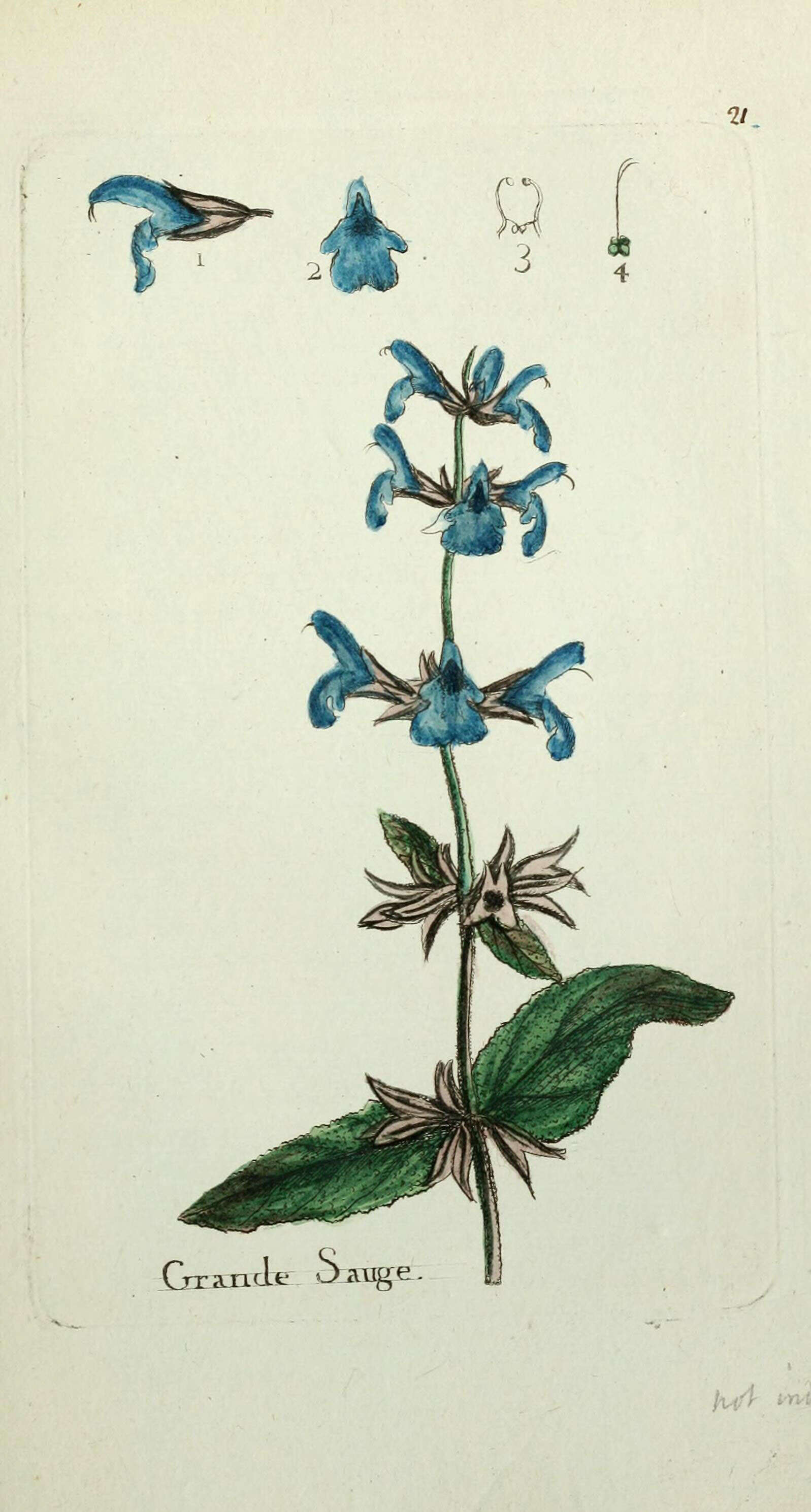 Imagem de Salvia officinalis L.