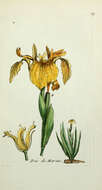 Image of yellow flag, yellow iris