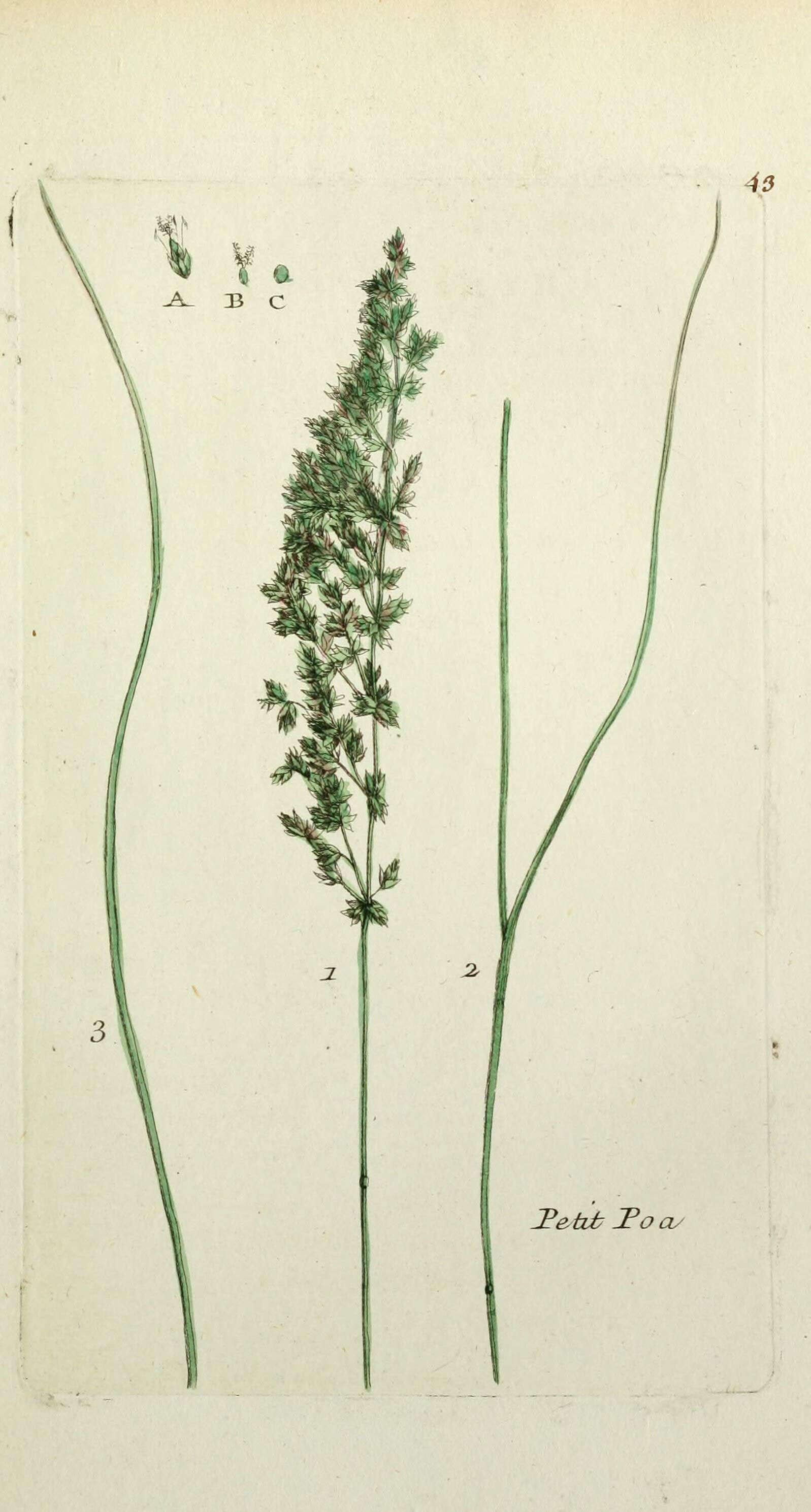 Image of narrow-leaved meadow-grass