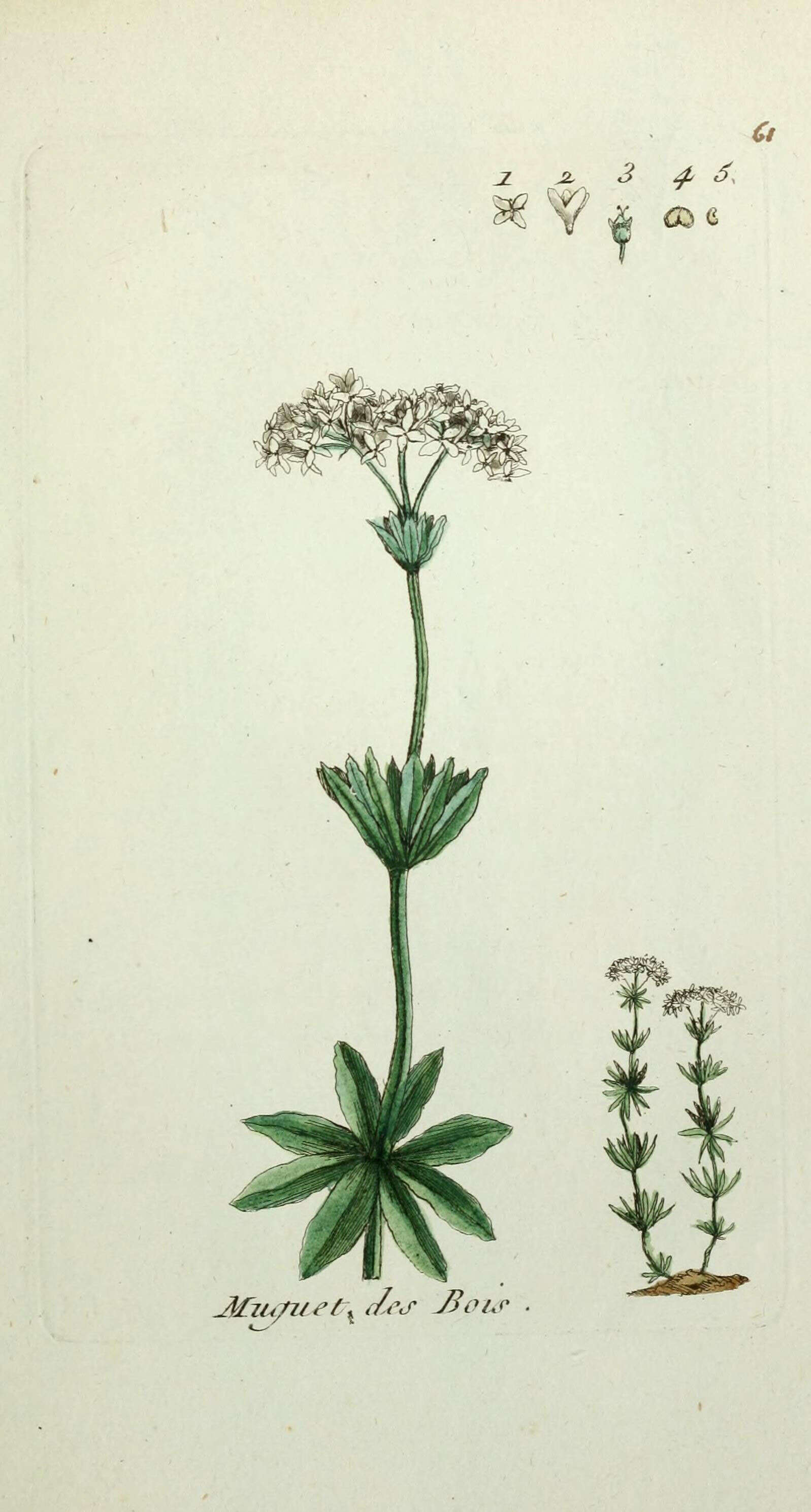 Image of Woodruff