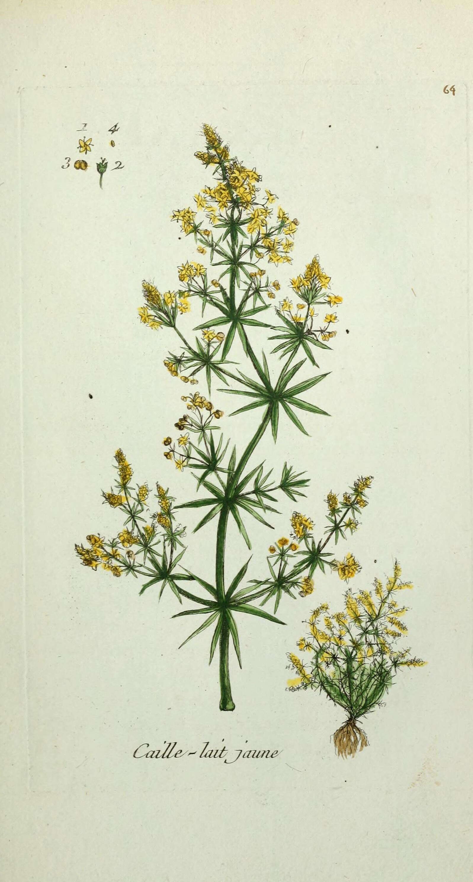 Image of Lady's Bedstraw