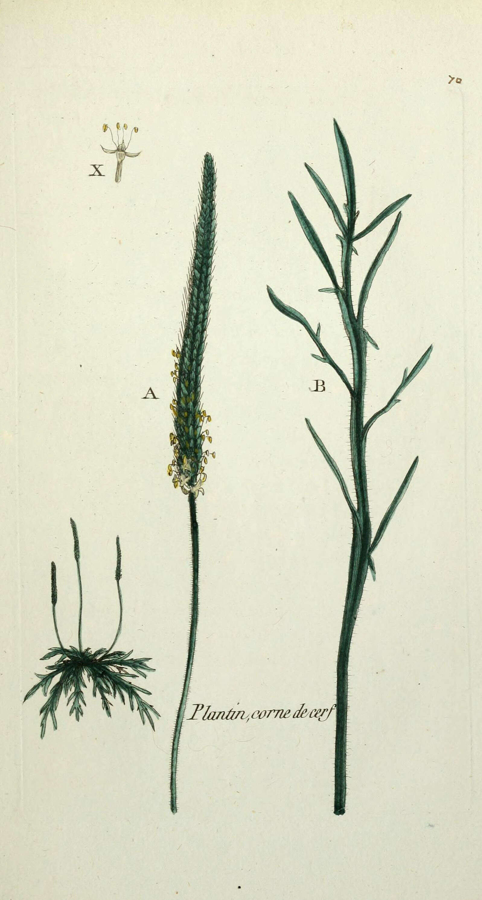 Image of buckhorn plantain