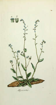 Image of true forget-me-not