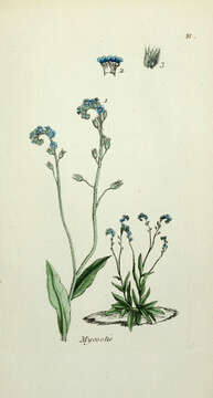 Image of true forget-me-not