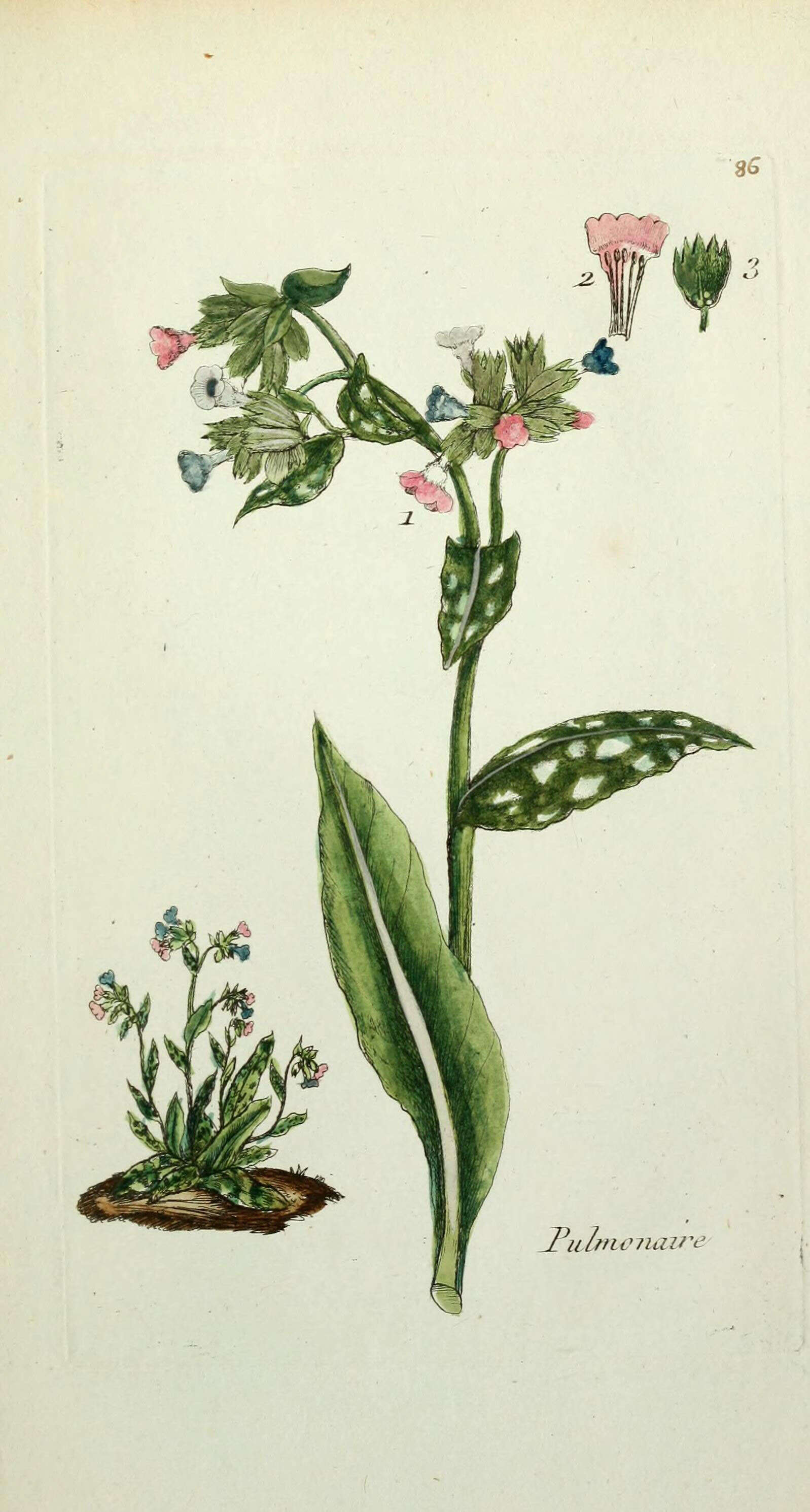 Image of Lungwort