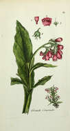 Image of boneset