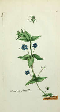 Imagem de Lysimachia foemina (Mill.) U. Manns & Anderb.