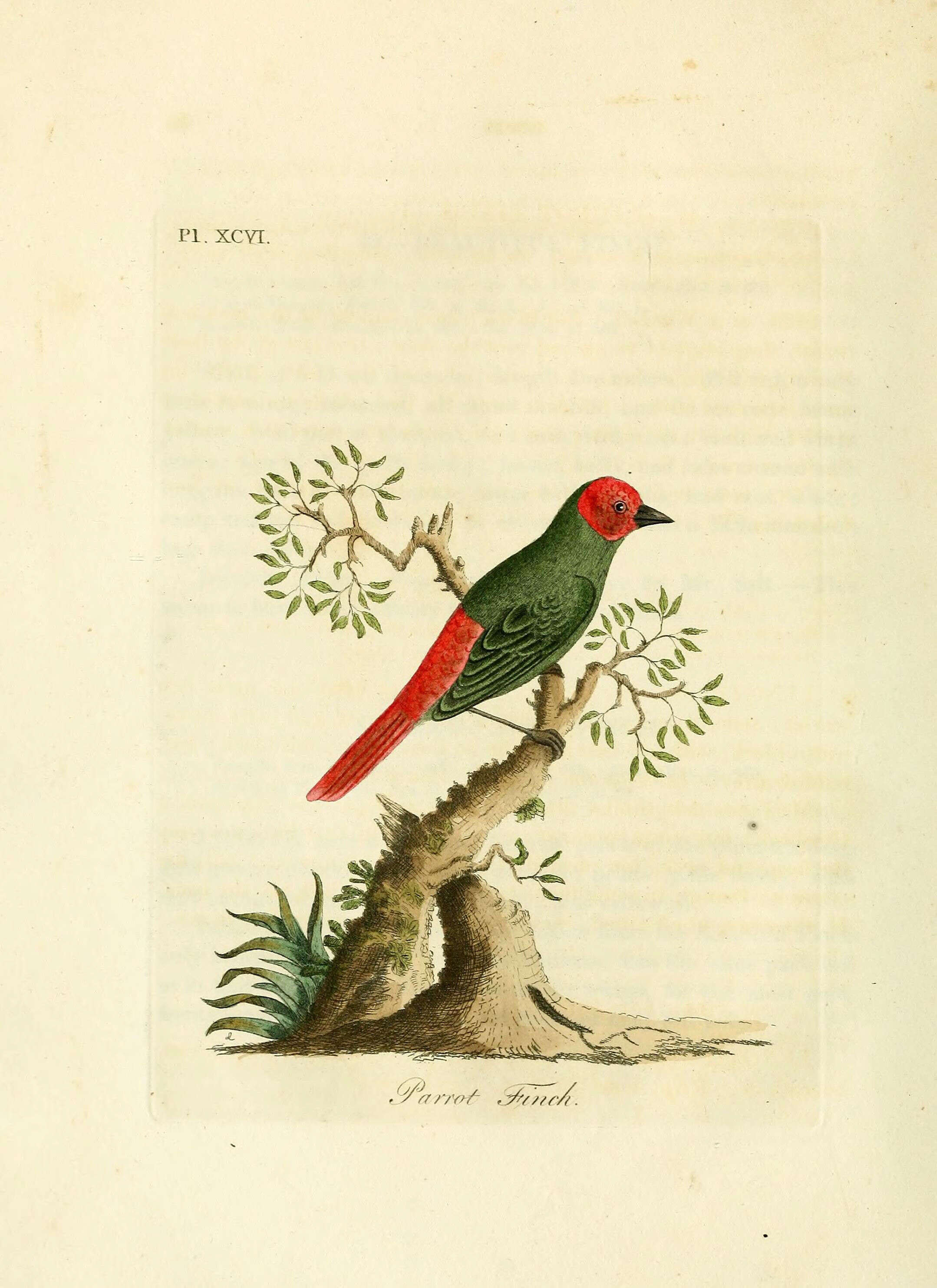 Image of Red-throated Parrot-Finch