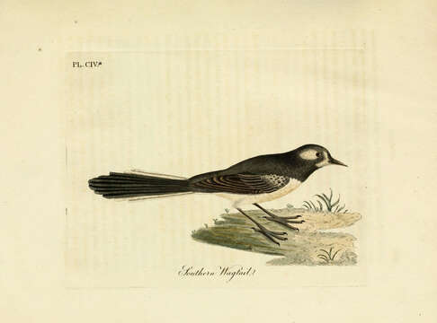 Image of Willie Wagtail