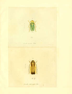 Image de Illyria australensis (Kirkaldy 1909)