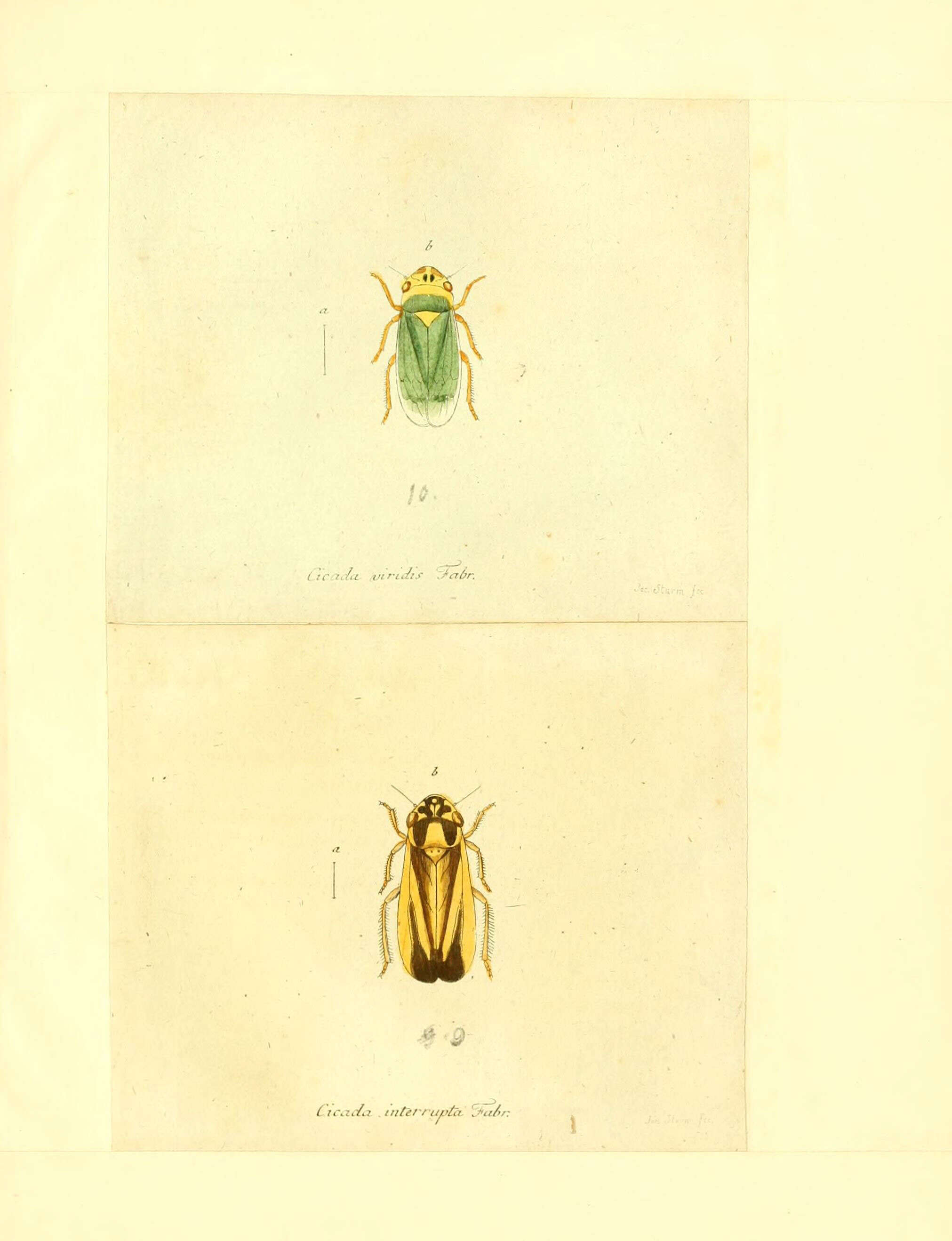 Image of Illyria australensis (Kirkaldy 1909)