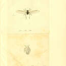 Image de Cinara (Cinara) pini (Linnaeus 1758)