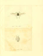 Image of Cinara (Cinara) pini (Linnaeus 1758)