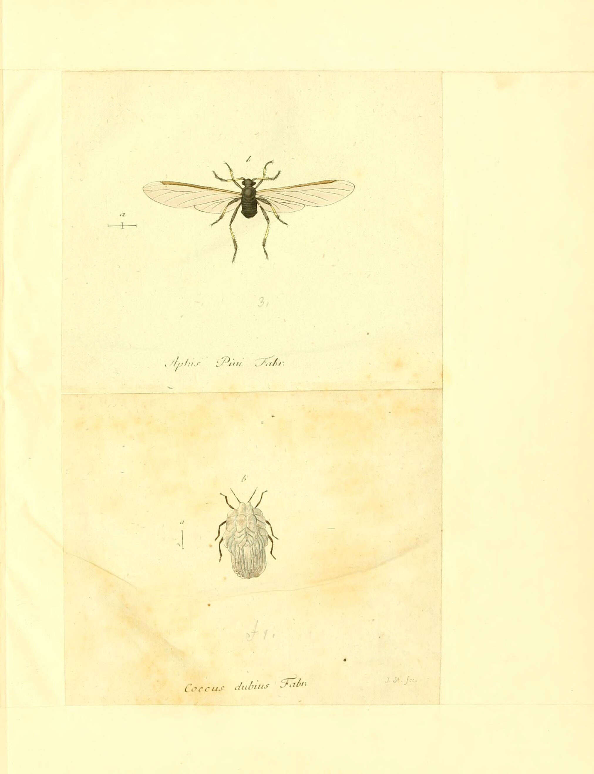 Image of Cinara (Cinara) pini (Linnaeus 1758)