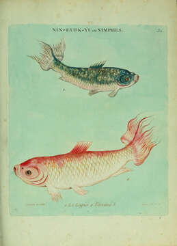 Image of carps and minnows